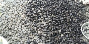 Natural River Pebble Stones