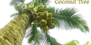 Coconut Plant