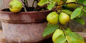 Guava Plant