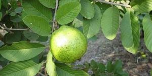 Guava Plant