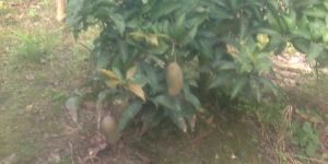 Mango Plants