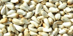 Safflower Seeds