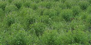 Holy Basil leaves & Seeds (Organic)