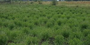 Organic Holy Basil Seed