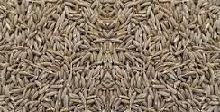 Cumine Seed