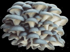 Oyster Mushroom