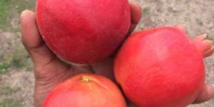 Fresh Pomegranate