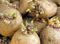Seed Potatoes