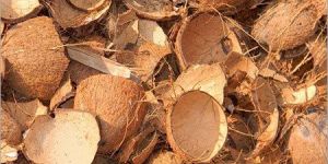 Coconut Shell