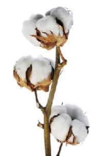 Indian Raw Cotton