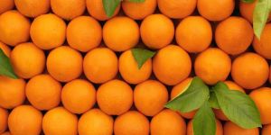 Fresh Orange