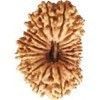 19 Mukhi Rudraksha