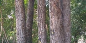 Red Sandal Wood Tree