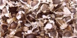 Moringa Seeds