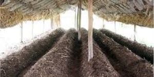Vermicompost Fertilizer