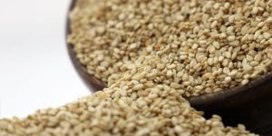 Sesame Seeds