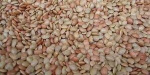 Horse Gram Seeds