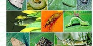 Alrounder Organic Plant Protector