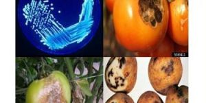 Noblyte Eco Friendly Plant Protector