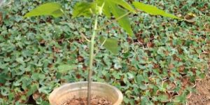 Papaya Plant