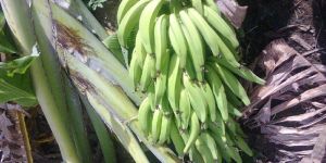 Quintal Nendran Banana Plant