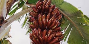 Red Banana Plant