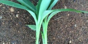 Yelakki Banana Plant