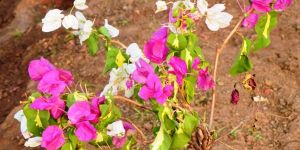 Bougainvillea Glabra Variegata
