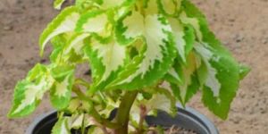 Coleus Hybridus Yellow