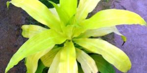 Dracaena Victoria Gold