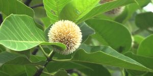 Kadamba Plant