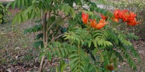 Spathodea Campanulata Plant