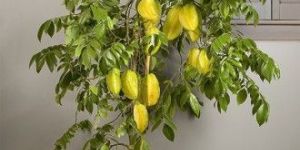 Star Fruit Plant