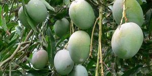 Suvarnarekha Mango Plant