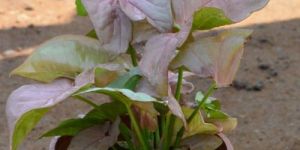 Syngonium Pink
