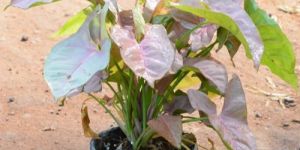 Syngonium Red