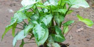Syngonium White