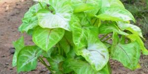 Syngonium Yellow