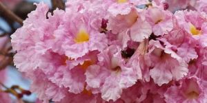 Tabebuia Rosea Plant