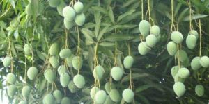 Thellagulabi Mango Plant