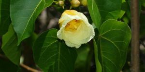 Thespesia Populnea Plant