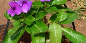 Vinca Roja