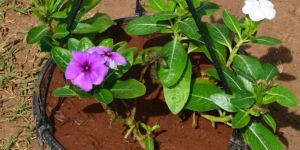 Vinca Roja 3 Colours