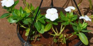 Vinca Roja White