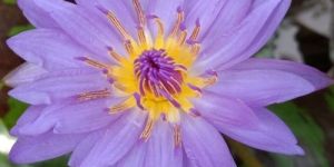 Water Lily Blue