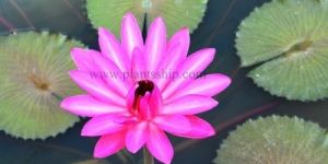 Water Lily Pink Plant