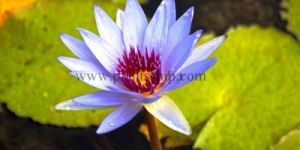 Water Lily  Plant