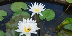 Water Lily White Plant