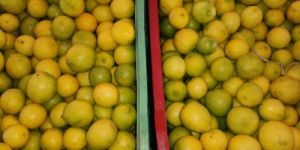 Lemon cut & only lemon