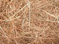 Dairy Cattle Feed